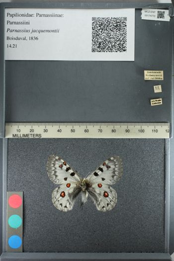 Media type: image;   Entomology 174772